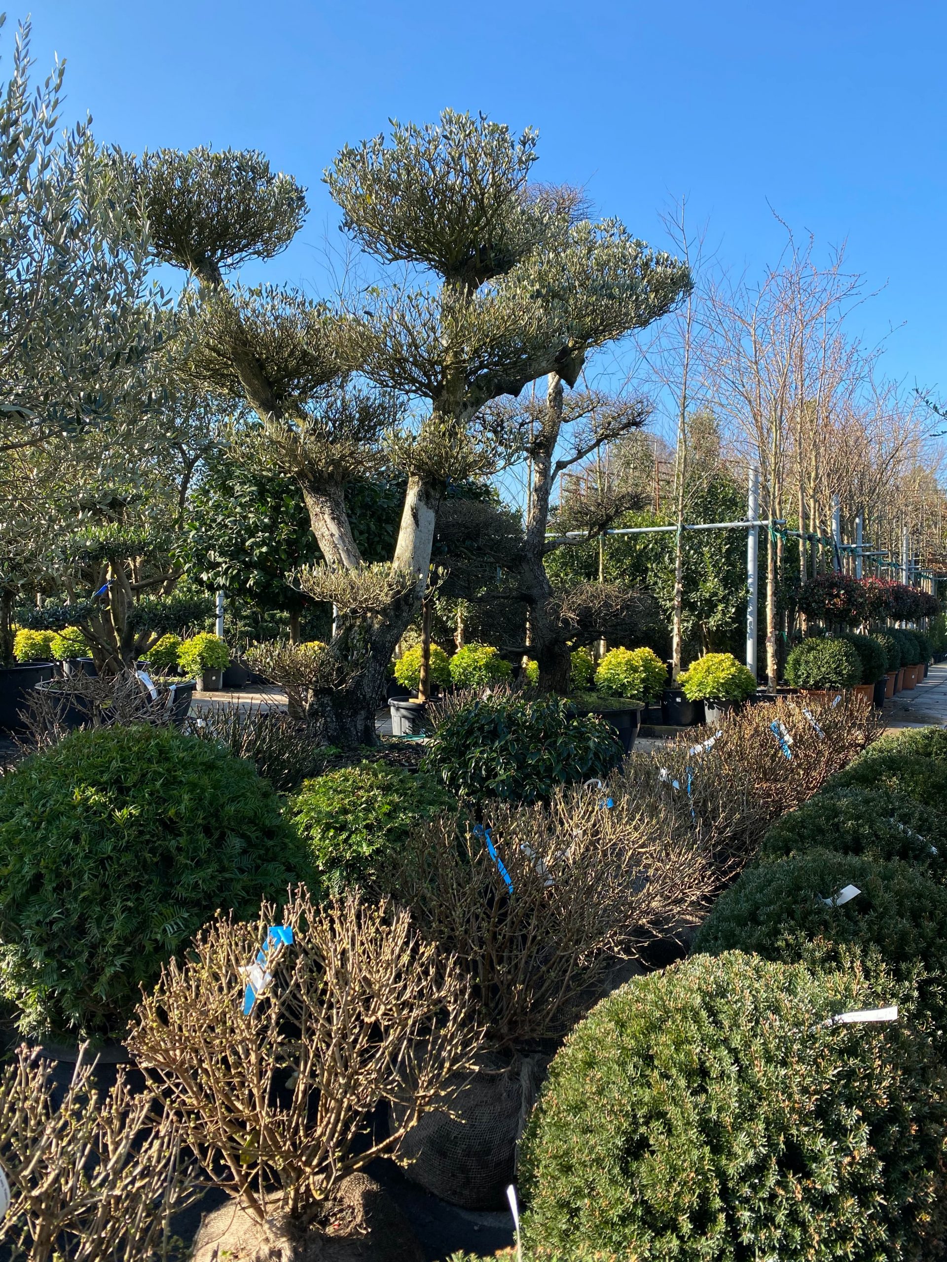 Gardenworld Nurseries-Ireland-Specimen Trees