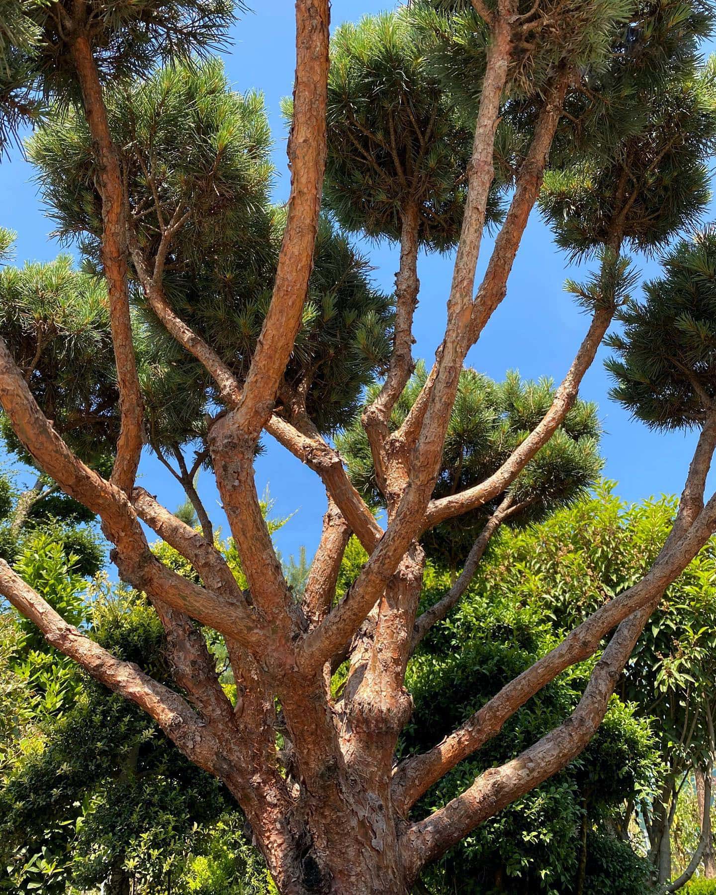 Pinus sylvestris watereri.jpg-pichi@1x